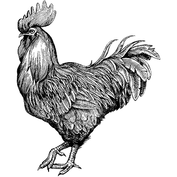 COQ